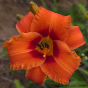 Heavenly Hot Lips Daylily
